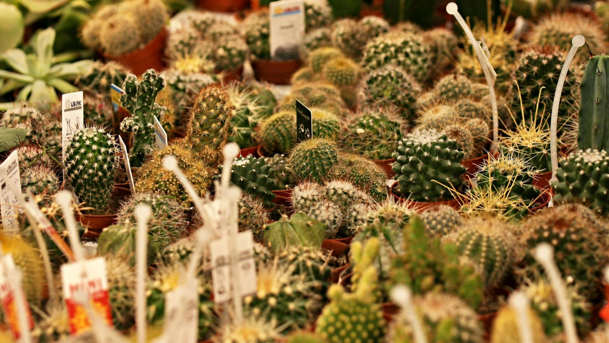 Coffee cup lids and paper cup lid matching options